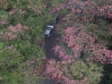 视频｜花式新春！花开岭南待客来