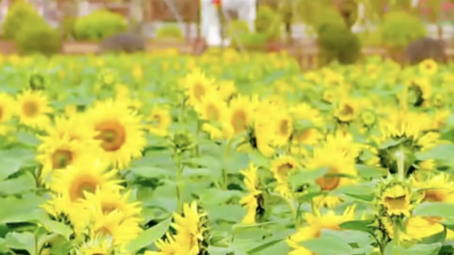 东莞“村头”：百亩葵园正金黄，牛人牛镇迎新春｜让家乡出圈