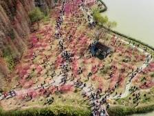 肇庆星湖迎樱花“首秀”，樱花桃花相映红