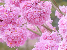 来深过大年，在深圳公园里赏花寻香迎新春