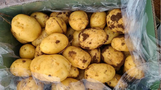 种植基地选用的优良薯种——实验1号。