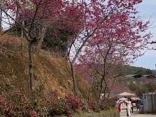 春日限定，足不出省赏樱花｜让家乡出圈