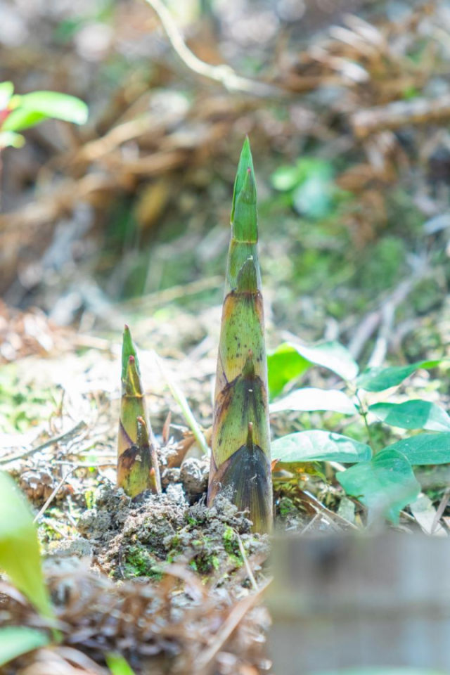 苦笋是揭西县竹笋产业的特色产品，全县苦笋种植面积达6万亩，年产量约2.4万吨，年产值达8亿元。