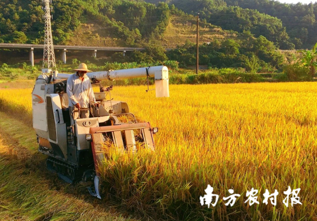 近年来，揭西县农业向高质量发展逐步迈进，农作物耕种收综合机械化率逐步提高。