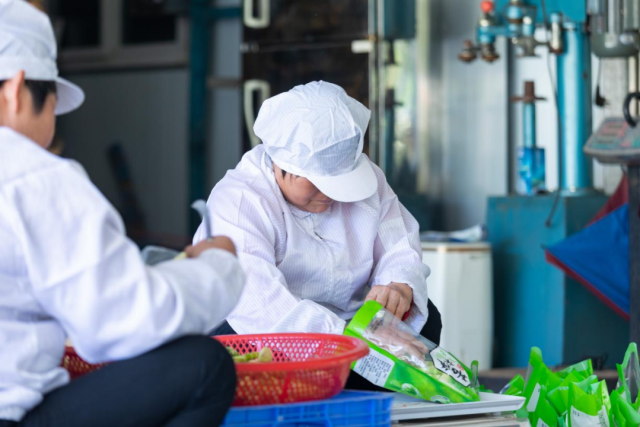 揭西苦笋现代农业产业园建立后，经营主体和农户形成利益共享机制，直接带动苦笋产业效益提升。