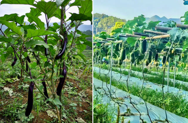 丰乐基地种出的瓜果。