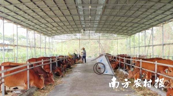 广东梧聚农牧有限公司黄牛养殖基地