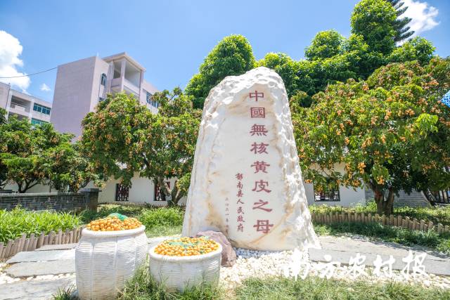 云浮郁南无核黄皮母树