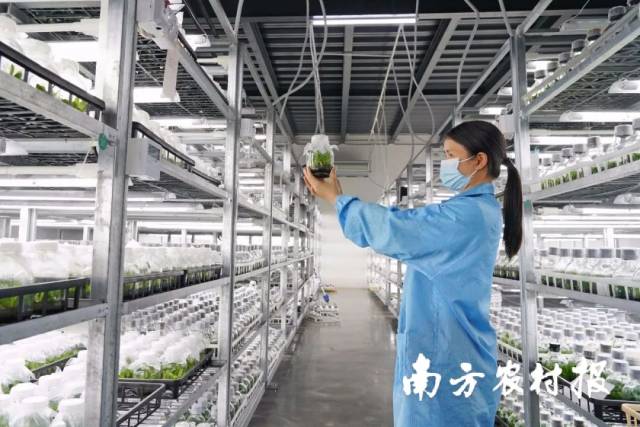 云浮市大力推进优势产业种业研发