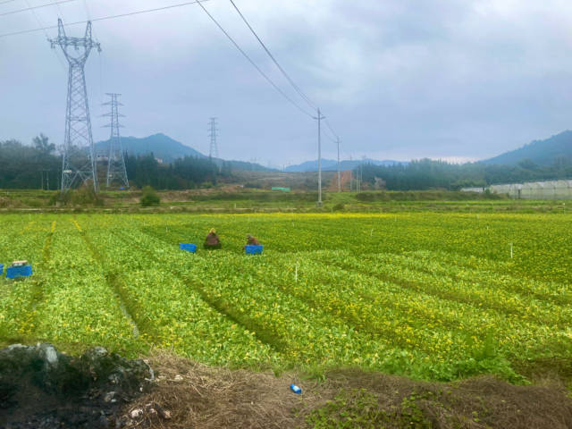 连山蔬菜生长环境。