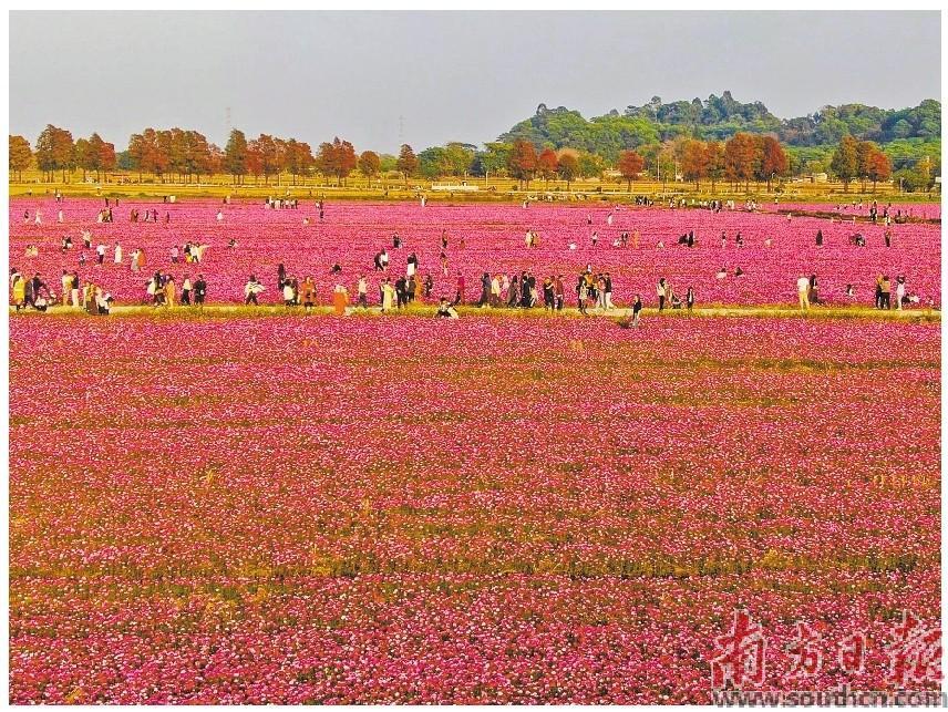 位于南朗街道的崖口格桑花海引来大量游客打卡。叶志文摄