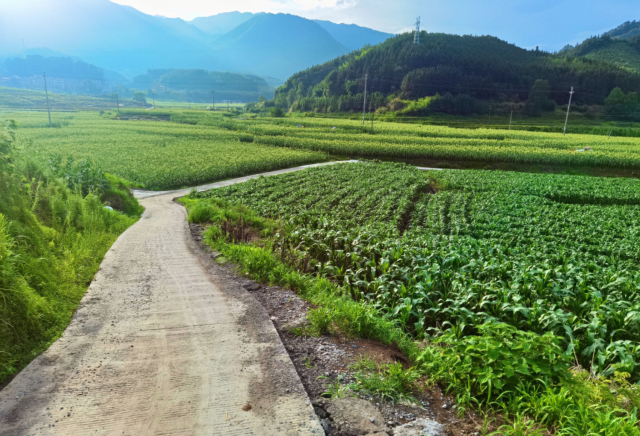 丰乐基地蔬菜。
