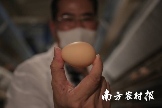 云浮市大力完善畜禽种业体系