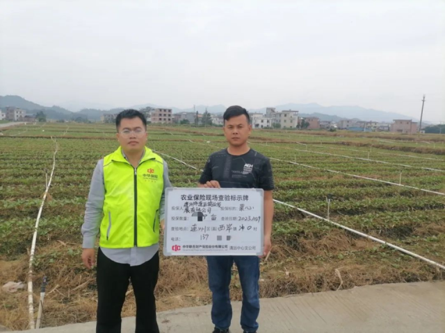 中华财险清远中心支公司为连州菜心种植企业提供风险保障。
