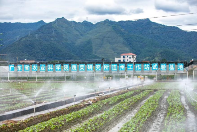 自动化喷灌设备让农民“足不出户”就能种好菜心。