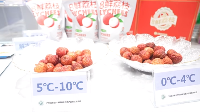 已经冻藏7个月的荔枝依然红艳。