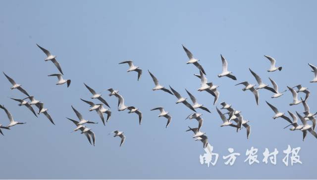 92种！广东完成全国越冬水鸟同步监测