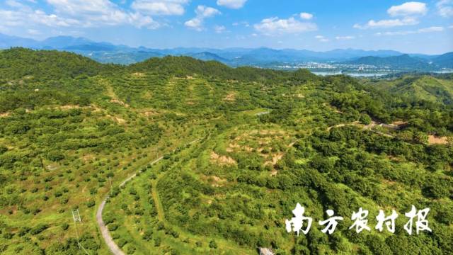 潮安区橄榄省级现代农业产业园橄榄标准种植基地