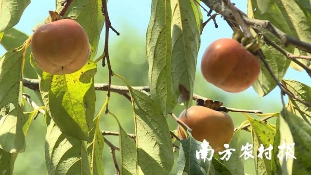 黄花柿子有将近600年的历史，黄花村产出的柿子都是果实硕大、饱满多汁