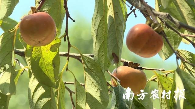 黄花柿子有将近600年的历史,黄花村产出的柿子都是果实硕大、饱满多汁 黄花柿子有将近600年的历史,黄花村产出的柿子都是果实硕大、饱满多汁