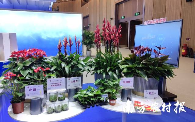 红掌新品种培育走前列，广州这样打造“千万级”花卉育苗工厂