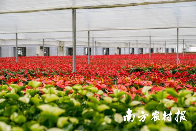 广州花卉研究中心红掌繁育基地。