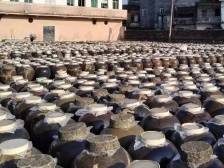 阳江豆豉，餐桌上必不可少的“黑珍珠” | 阳江历史文化行