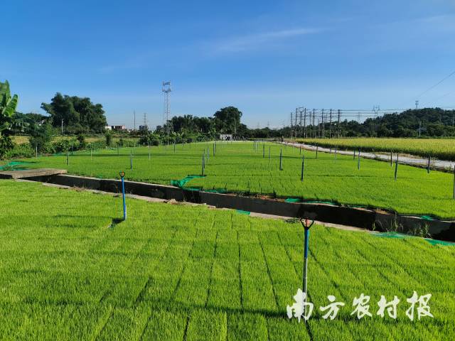 广州市从化区大旺莱育秧配送中心培育的水稻秧苗