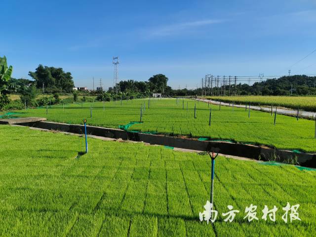 广州市从化区大旺莱育秧配送中心培育的水稻秧苗 广州市从化区大旺莱育秧配送中心培育的水稻秧苗
