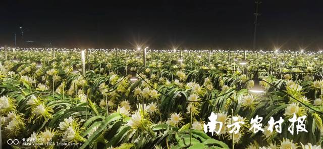 广州南沙卡尔森火龙果基地正在进行夜间补光。 广州南沙卡尔森火龙果基地正在进行夜间补光。