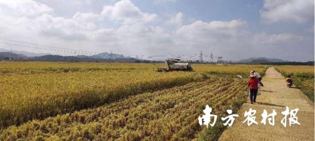 清远飞来峡丝苗米全程托管基地。 清远飞来峡丝苗米全程托管基地。
