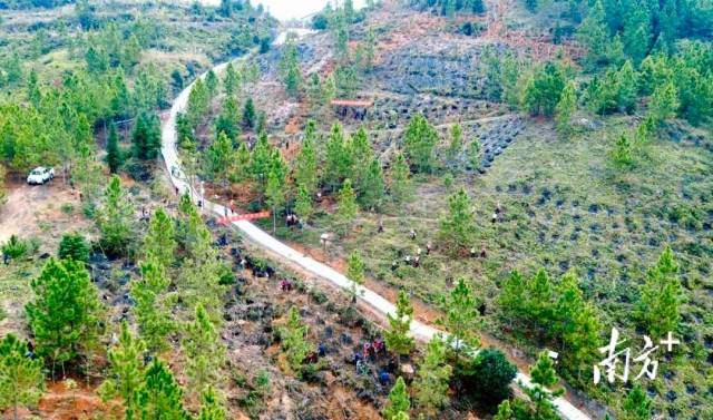 始兴组织广大党员干部开展植树造林活动