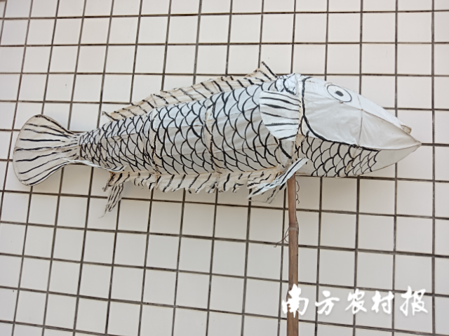 鲛鱼(口号:鱼中极品,福气旺。) 鲛鱼(口号:鱼中极品,福气旺。)
