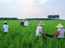 禾虫+水稻=？吴川这项绿色种养技术助农增产增收