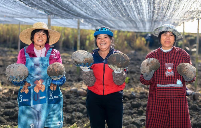 佛冈县魔芋产业在两年内实现了从“0”到万亩的突破，同时带动全产业链产值6亿元。