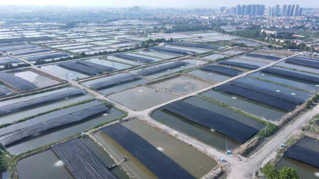 三角生鱼养殖基地。