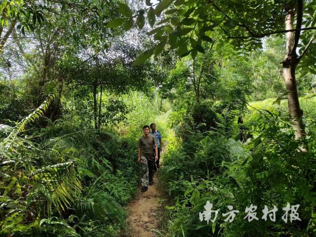 护林员巡林 护林员巡林