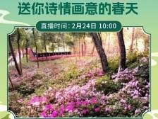 花式迎元宵！南方直播送你诗情画意的春天
