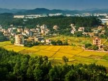 鹤山鹤城：全力以赴推动工农文旅融合发展