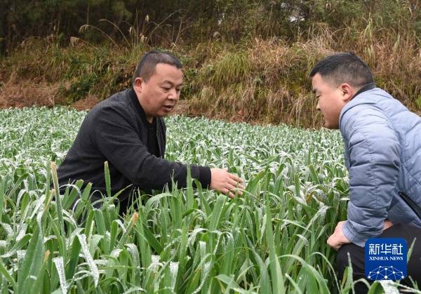 2024年2月22日，遵义市凤冈县农业农村局农业技术推广研究员梁正文（左）和同事实地查看低温天气对饲草燕麦草生长造成的影响。新华社记者 胡星 摄
