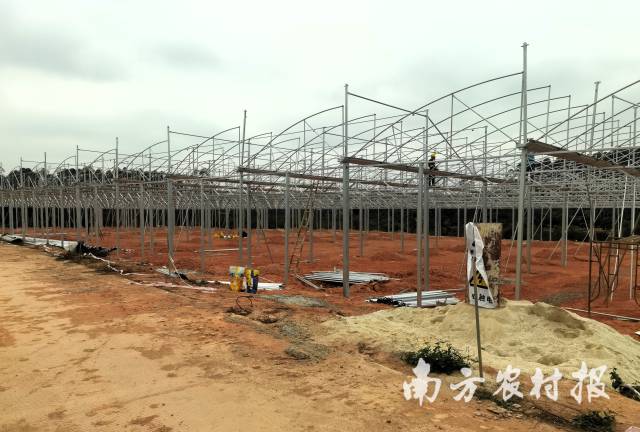 湛江市廉青种植专业合作社规模化育秧中心建设工地