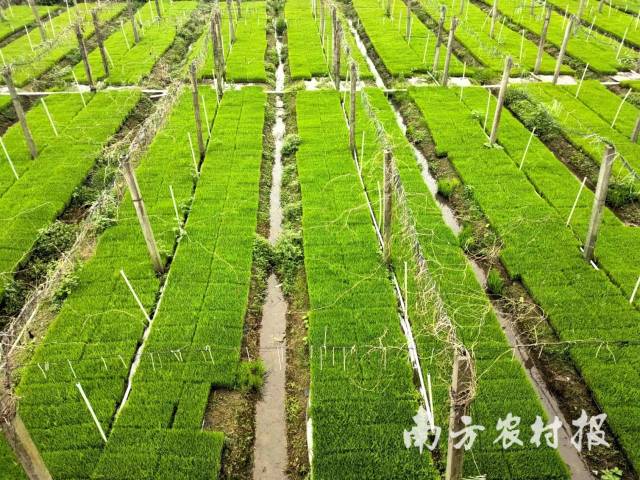 湛江市廉青种植专业合作社培育的秧毯