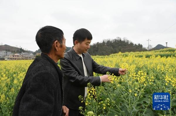 2024年2月21日,贵州省农作物技术推广总站高级农艺师凡迪(右)在遵义市播州区茅栗镇花果村指导农户做好油菜田间管理。新华社记者 胡星 摄 2024年2月21日,贵州省农作物技术推广总站高级农艺师凡迪(右)在遵义市播州区茅栗镇花果村指导农户做好油菜田间管理。新华社记者 胡星 摄