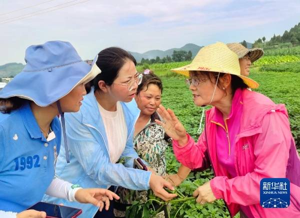 贵州省农业农村厅二级研究员夏忠敏（右）和她带领的“揭榜挂帅”团队在遵义市播州区指导辣椒生产（资料照片）。新华社发