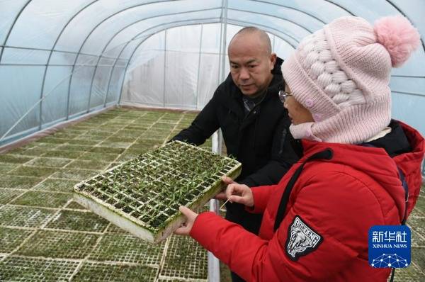 2024年2月22日,黔南州福泉市凤山镇金凤村种植大户李良军(左)和当地农技人员查看辣椒育苗情况。新华社记者 胡星 摄 2024年2月22日,黔南州福泉市凤山镇金凤村种植大户李良军(左)和当地农技人员查看辣椒育苗情况。新华社记者 胡星 摄