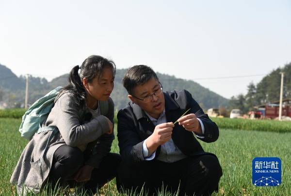 2024年2月21日，贵州大学教授陈卓（右）在贵阳市花溪区黔陶乡指导当地农技人员防控香葱病虫害。新华社记者 胡星 摄