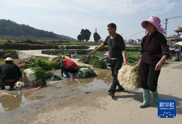 2024年2月21日，贵阳市花溪区黔陶乡农户搬运刚采收的香葱。新华社记者 胡星 摄