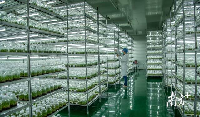 南方农村报 王富迪 拍摄