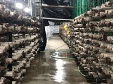 下北村蘑菇“出圈”：从“凭感觉”到“看数据”｜“百千万工程”一线报告