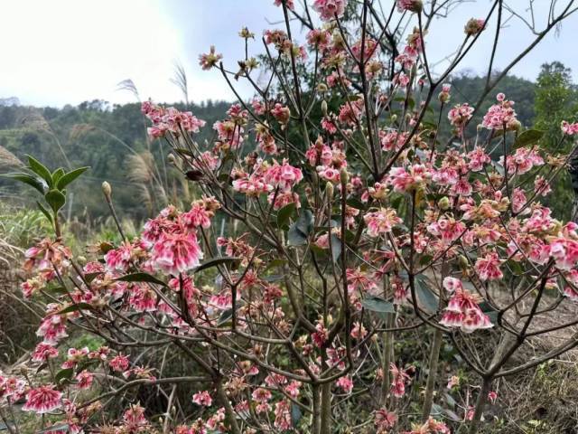 广宁“繁花”已上线，莫负岭南好春光